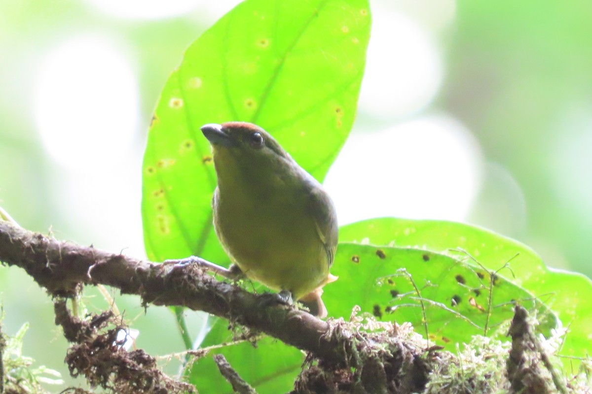 Olive-backed Euphonia - ML620257823