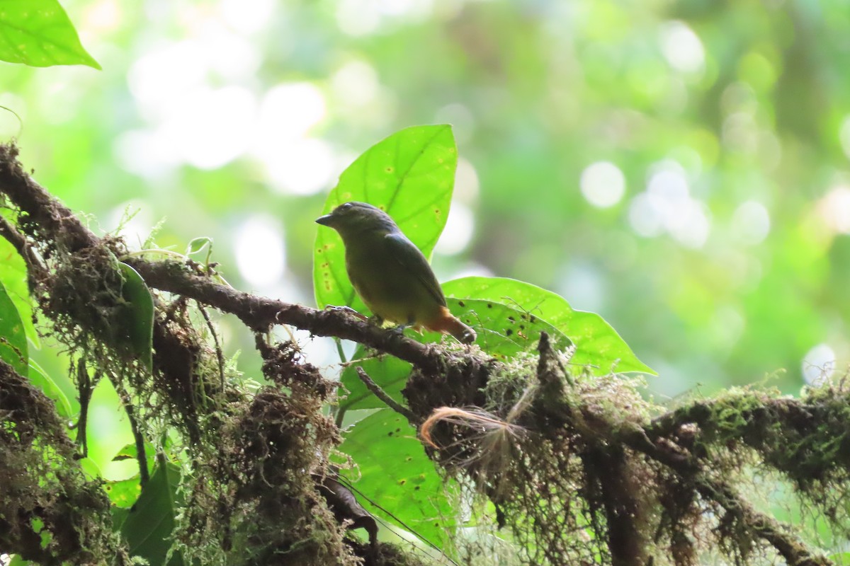 Olive-backed Euphonia - ML620257824