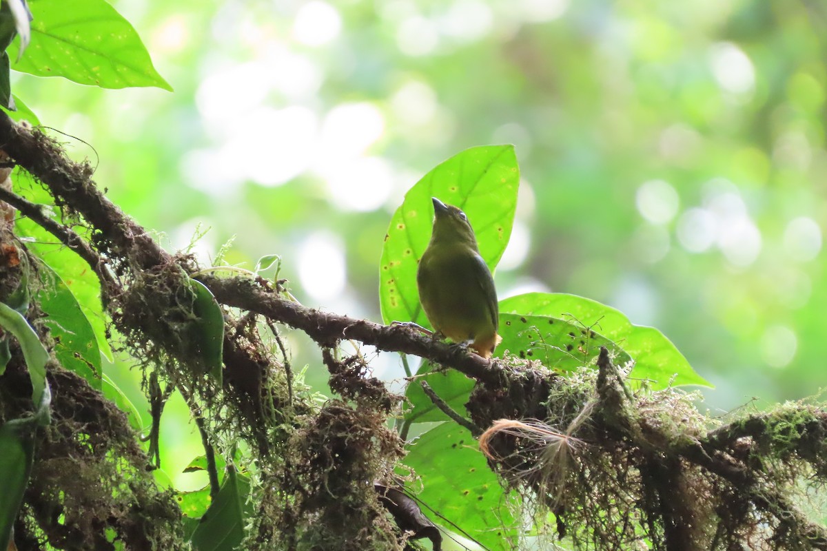 Olive-backed Euphonia - ML620257825