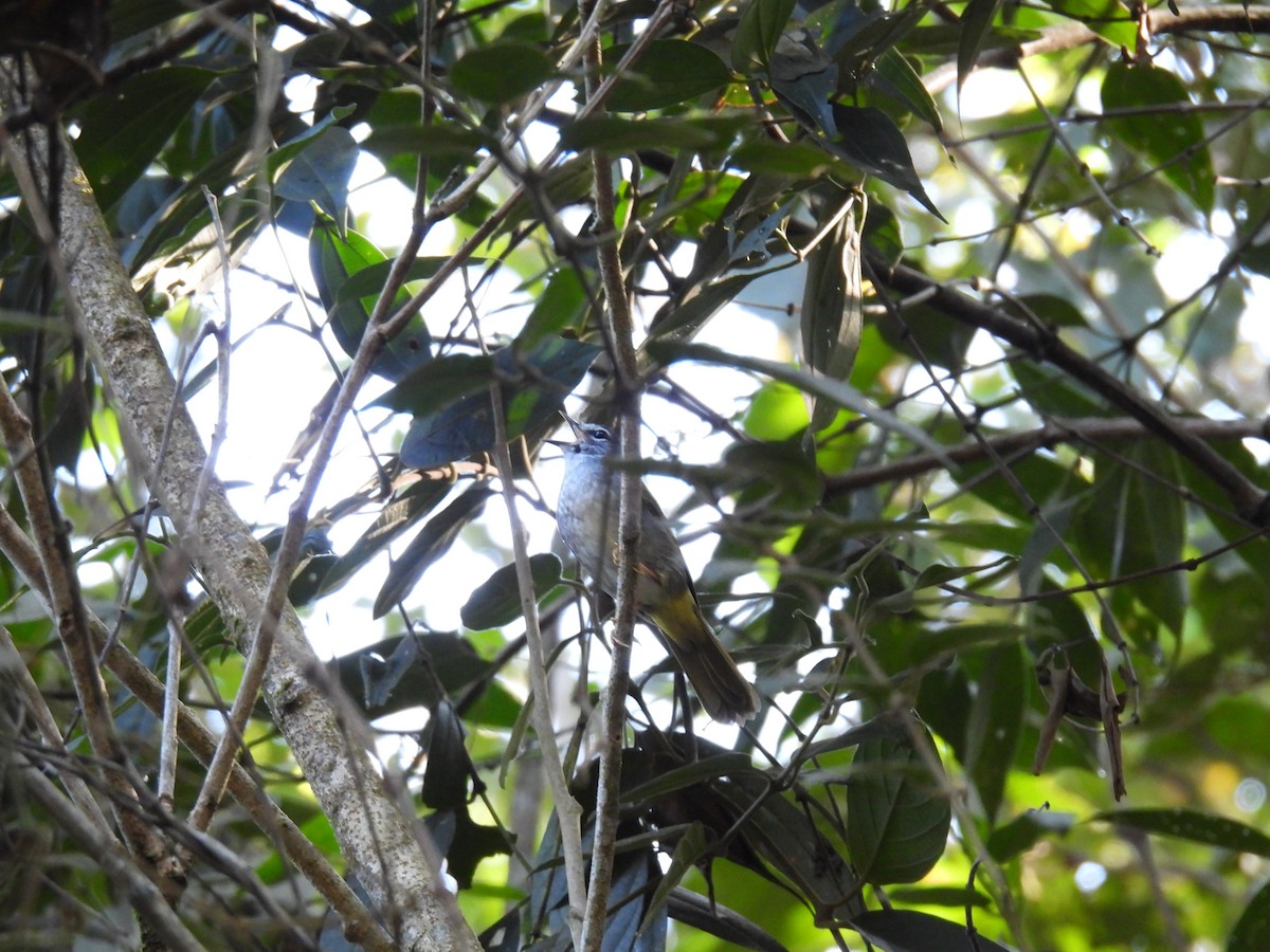 White-browed Warbler - ML620257826