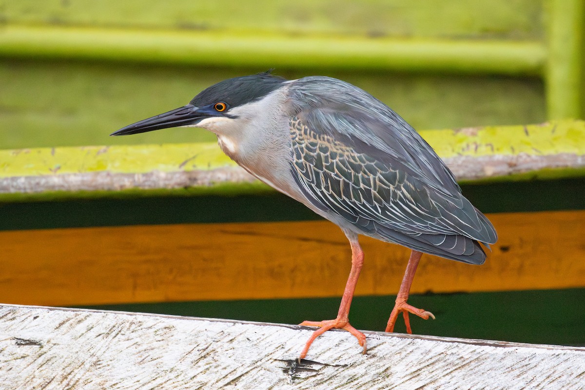 Striated Heron (South American) - ML620257830