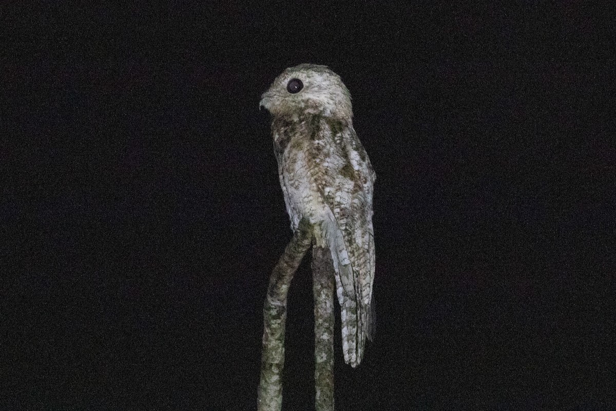 Great Potoo - ML620257839