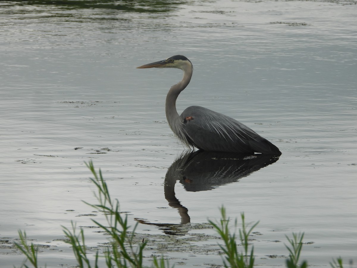 Garza Azulada - ML620257840