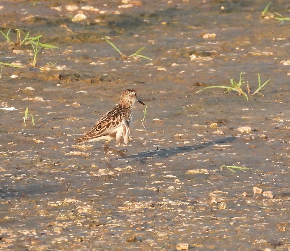 Semipalmated Sandpiper - ML620257841