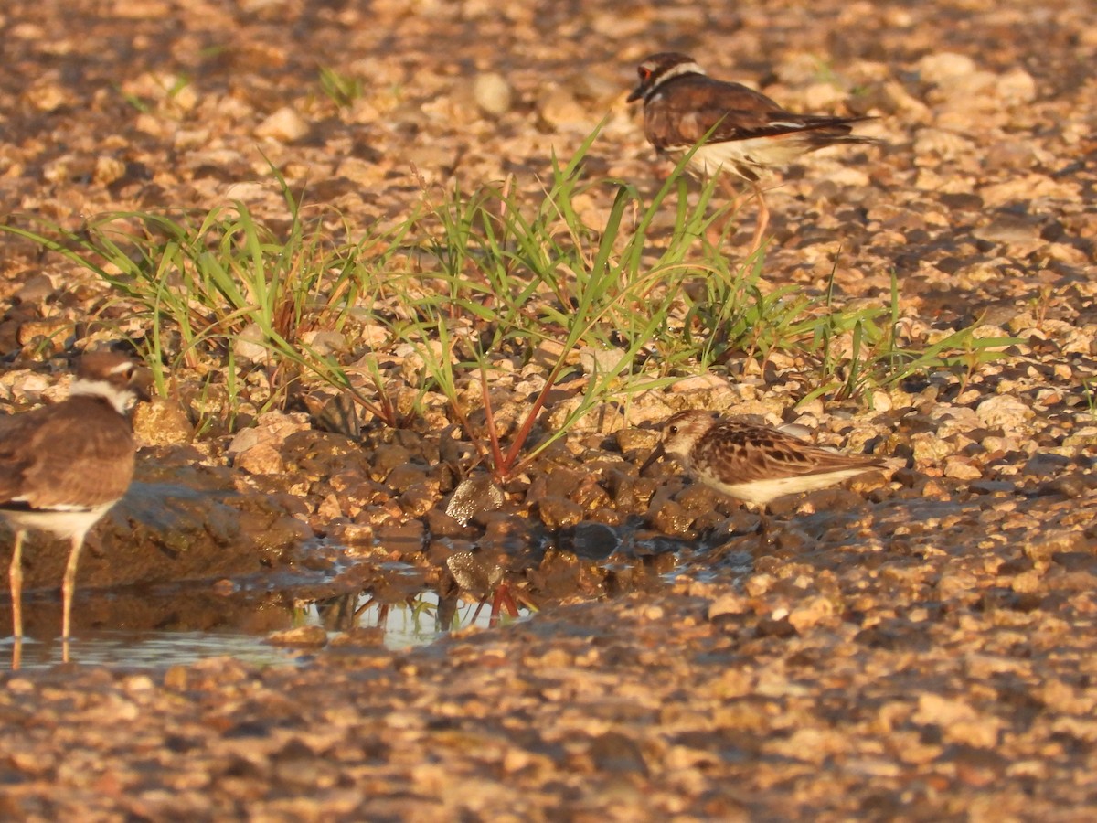 Semipalmated Sandpiper - ML620257842