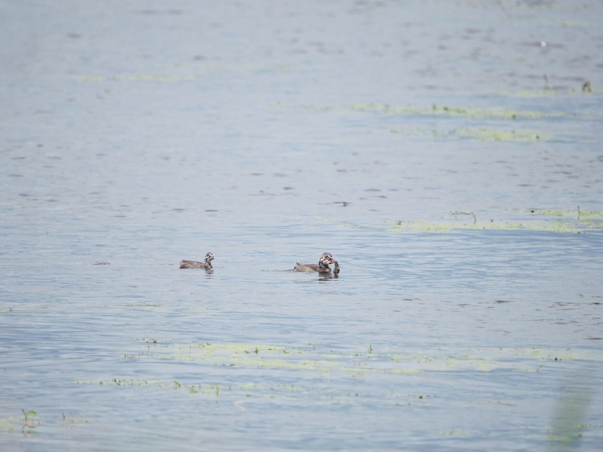 Pied-billed Grebe - ML620257844