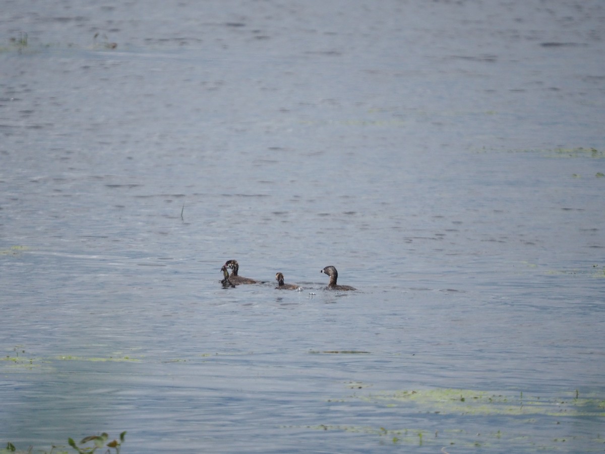 Pied-billed Grebe - ML620257845