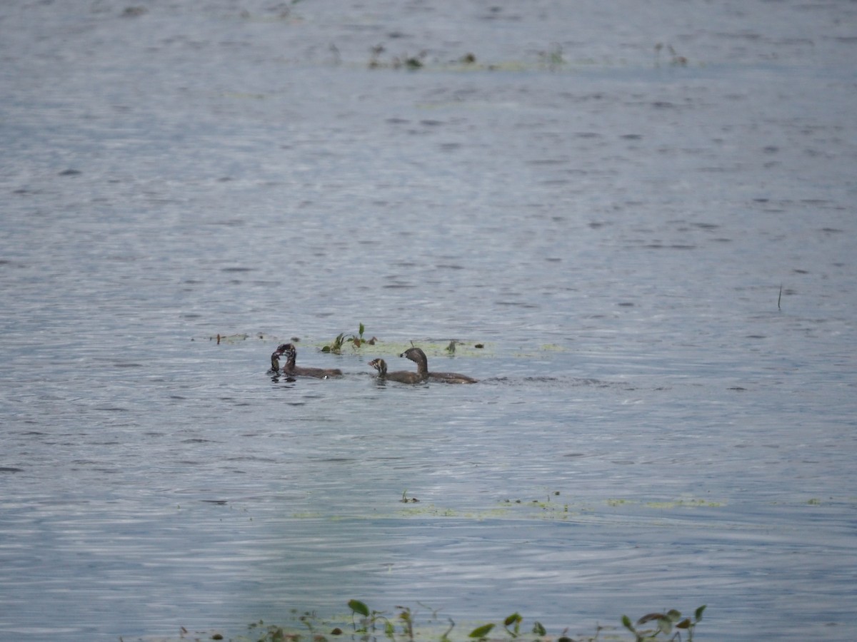 Pied-billed Grebe - ML620257846