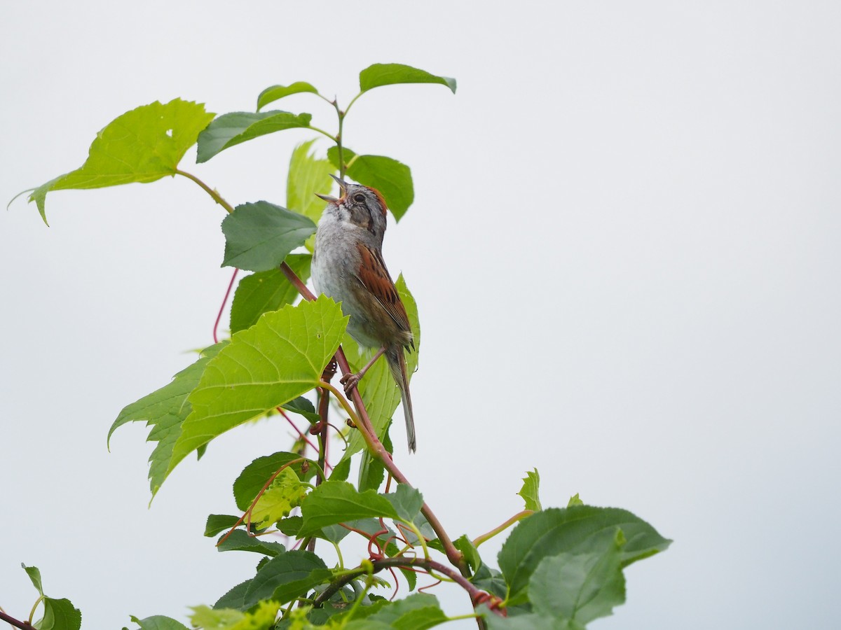 Swamp Sparrow - ML620257853