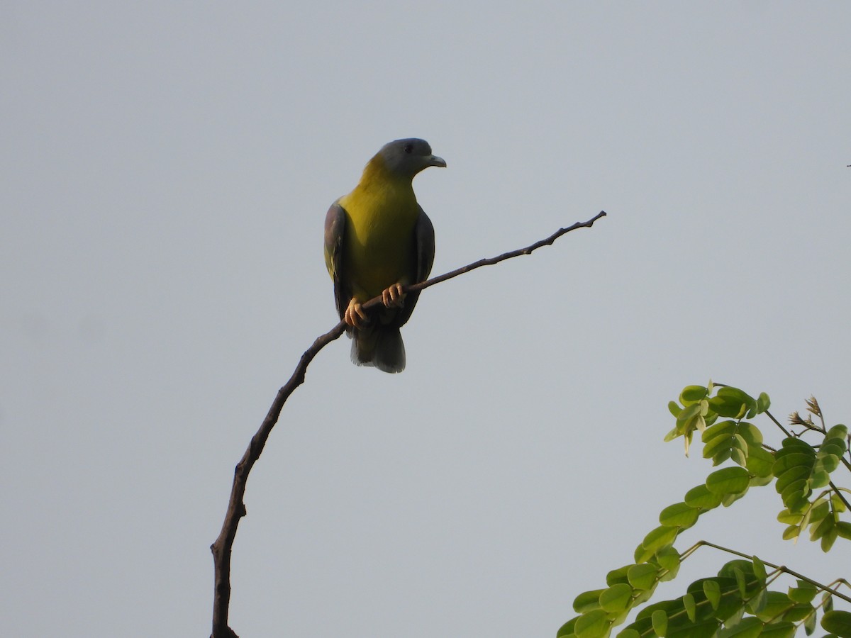Yellow-footed Green-Pigeon - ML620257855