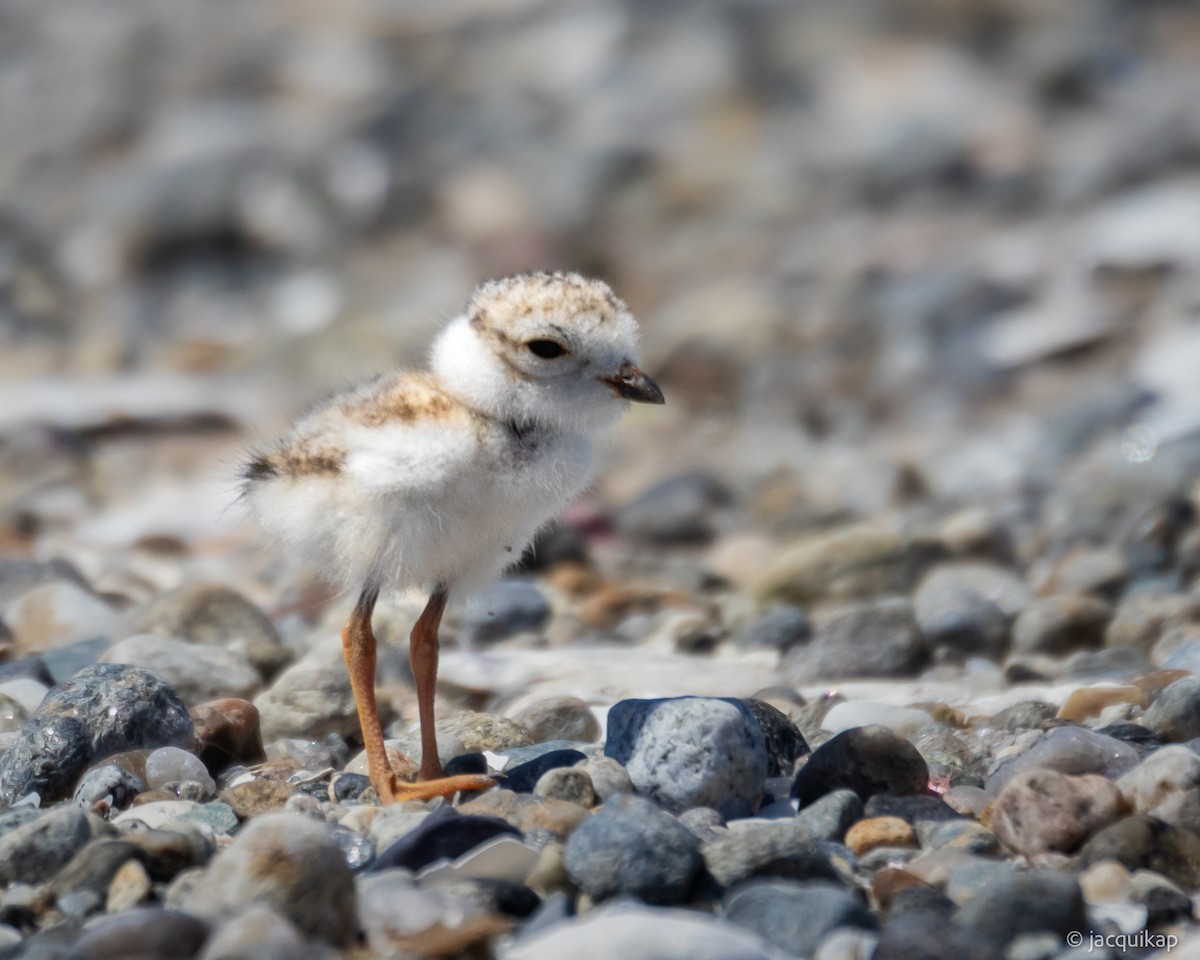 Piping Plover - ML620257861