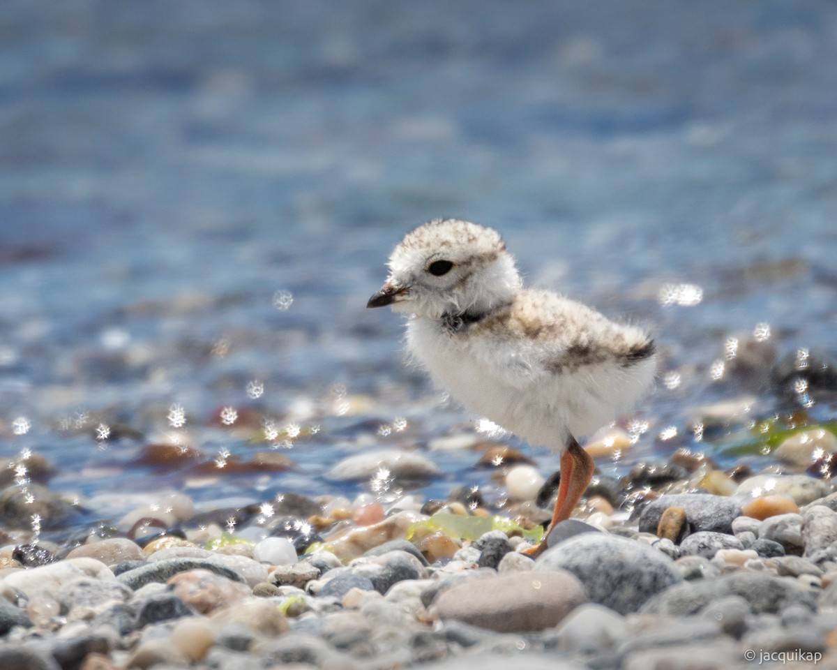 Piping Plover - ML620257862