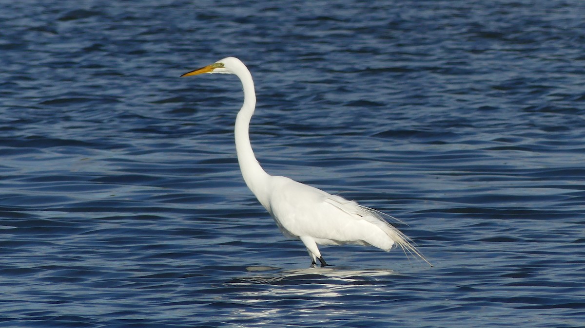 Great Egret - ML620257868