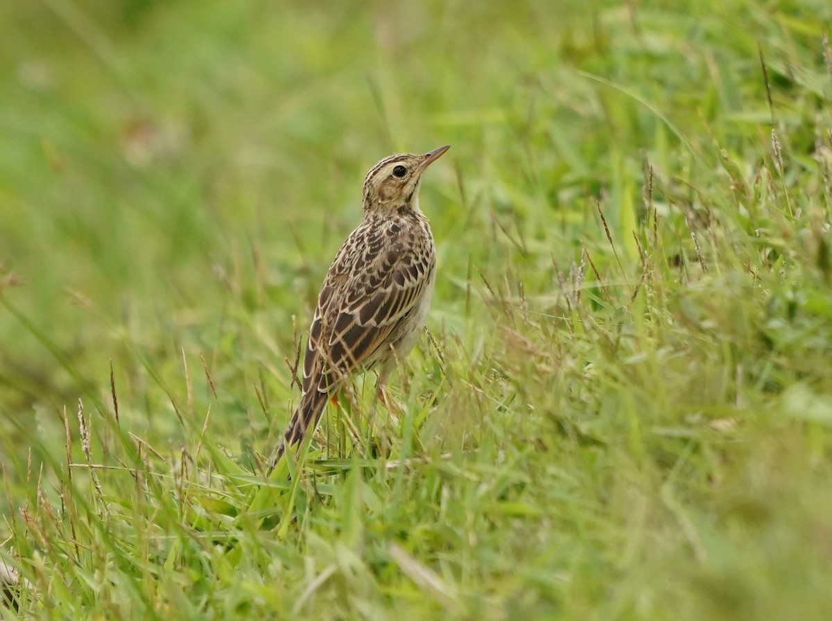 Paddyfield Pipit - ML620257869