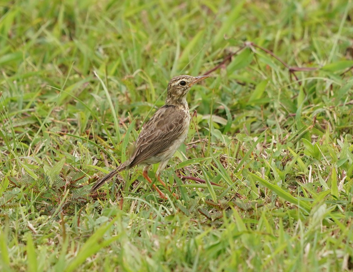 Paddyfield Pipit - ML620257870