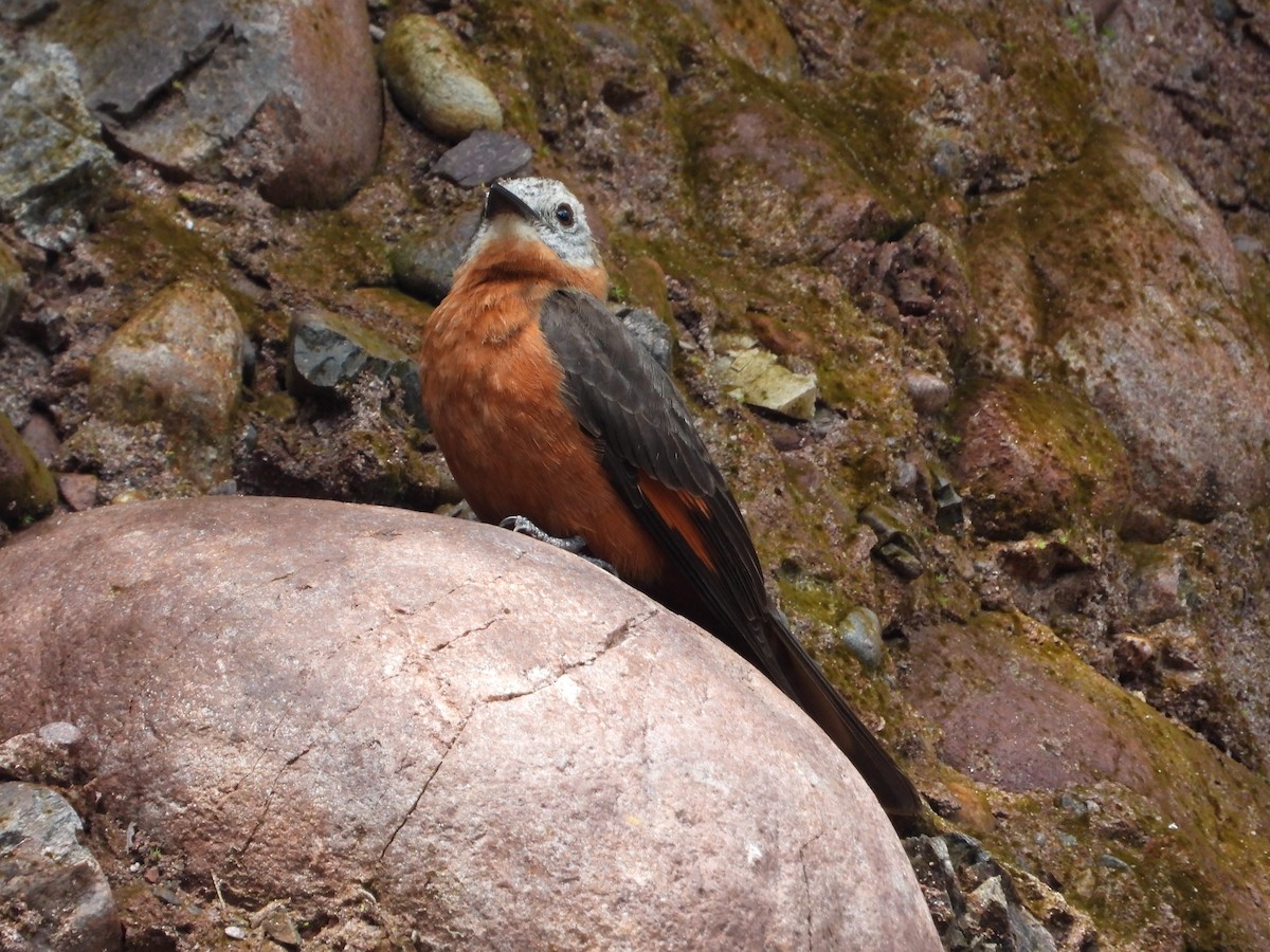 Cliff Flycatcher - ML620257876