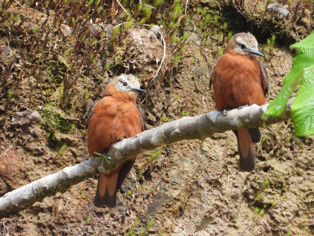 Cliff Flycatcher - ML620257878