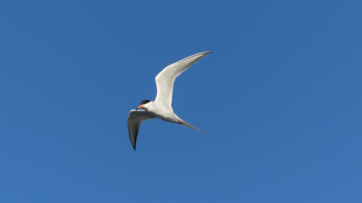 Forster's Tern - ML620257881