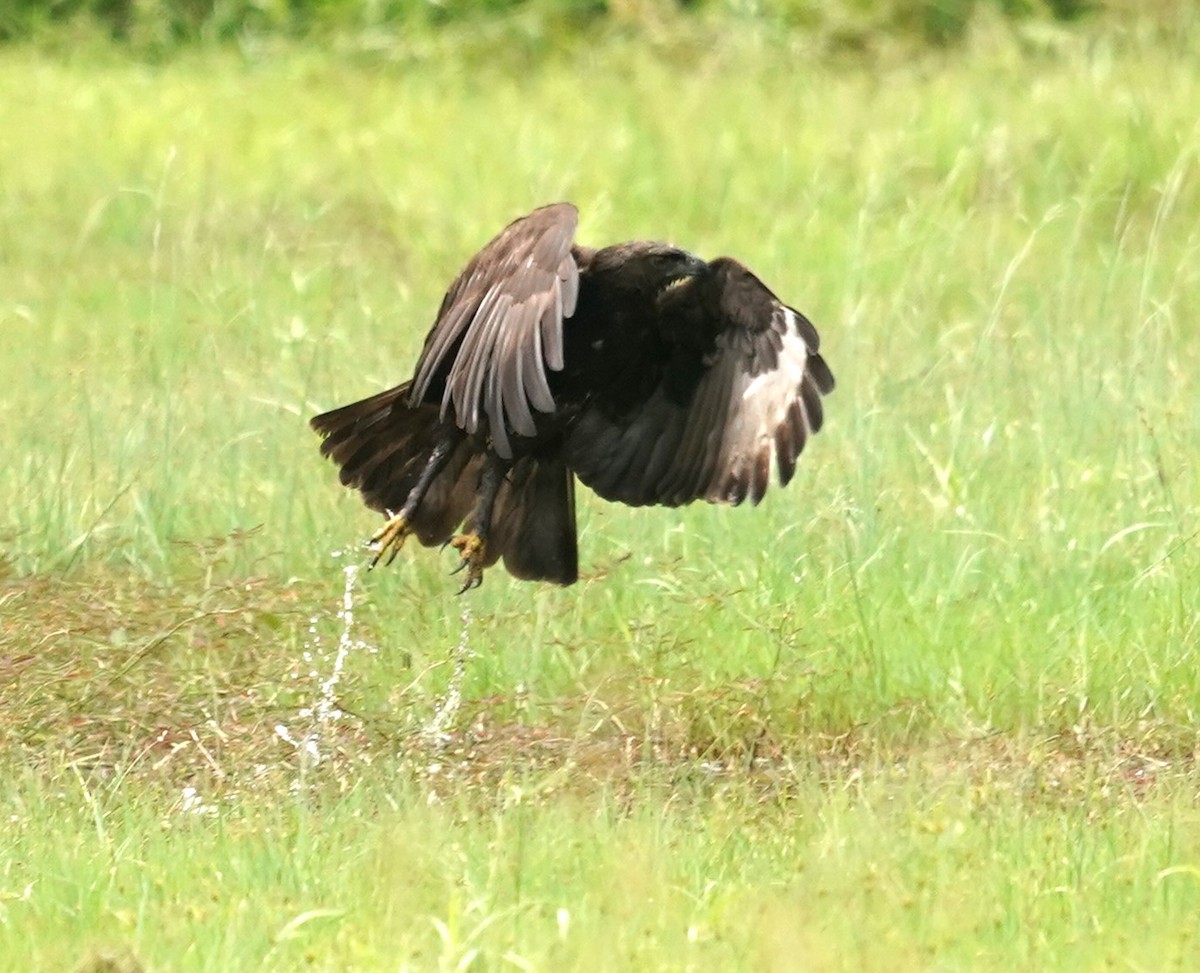 Changeable Hawk-Eagle - ML620257902