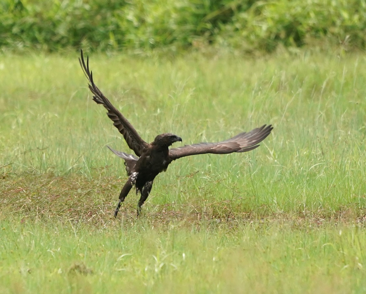 Changeable Hawk-Eagle - ML620257904