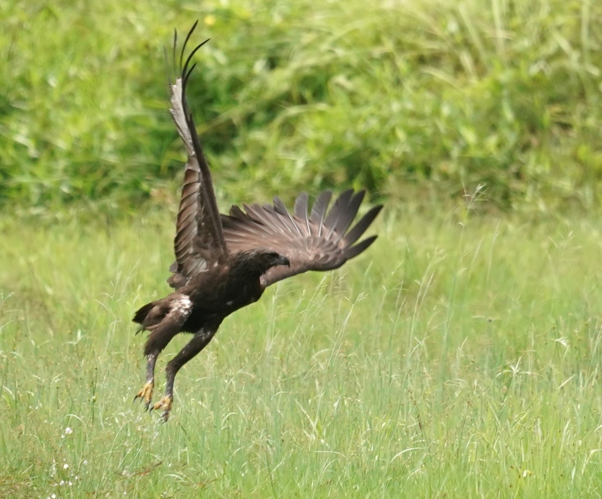 Aigle huppé - ML620257905