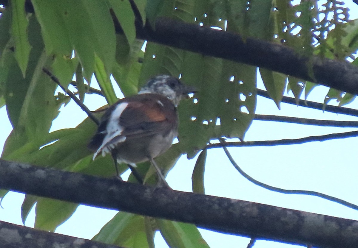 Pale-breasted Thrush - Hugo Foxonet