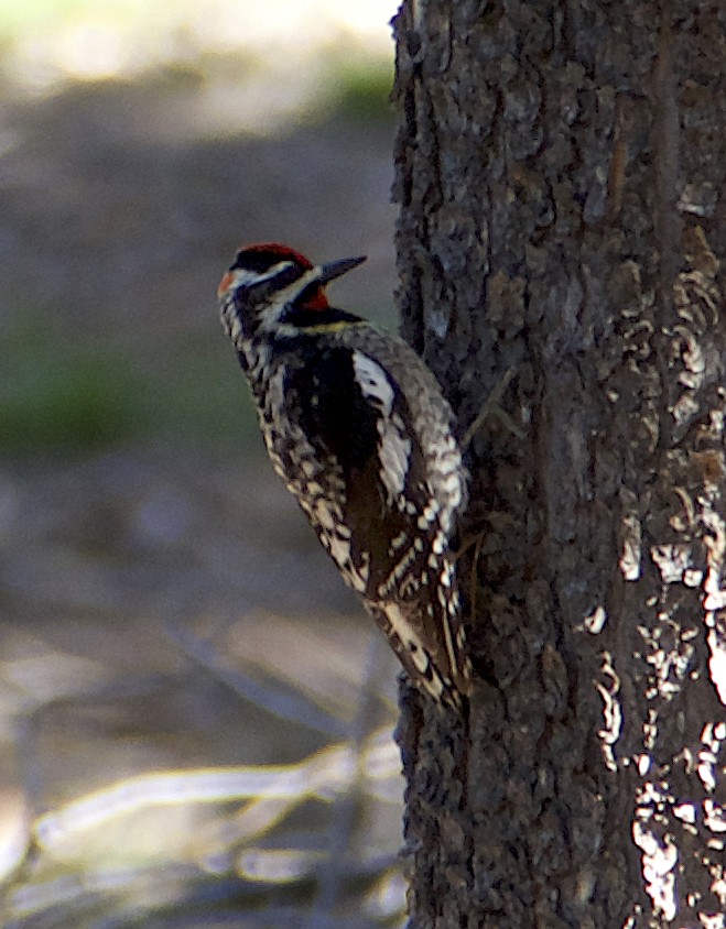 Red-naped Sapsucker - ML620257907