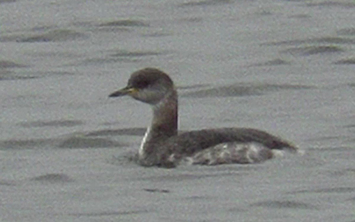 Red-necked Grebe - ML620257909