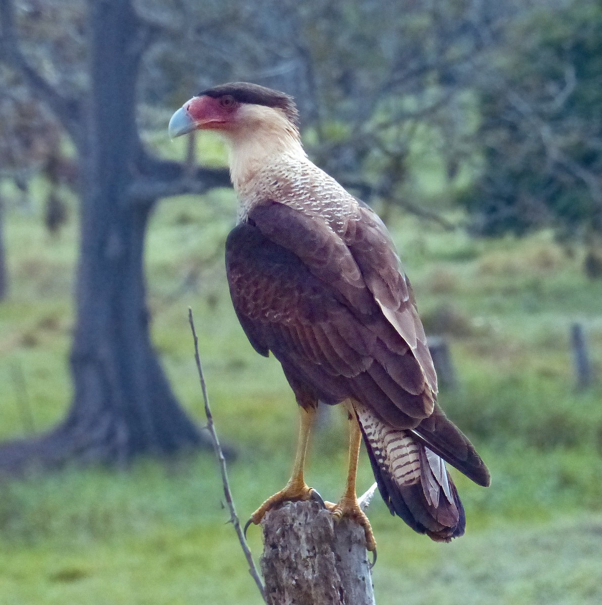 Crested Caracara - ML620257912