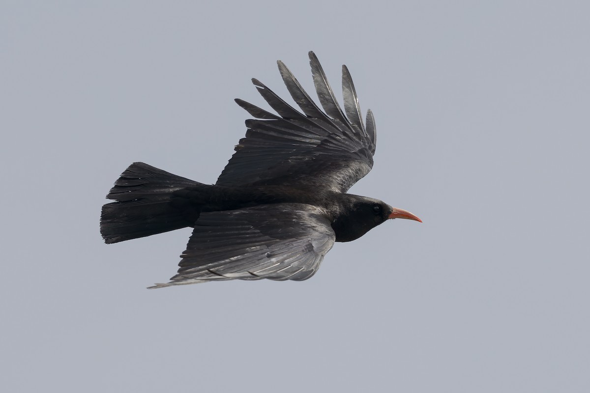 Red-billed Chough - ML620257917