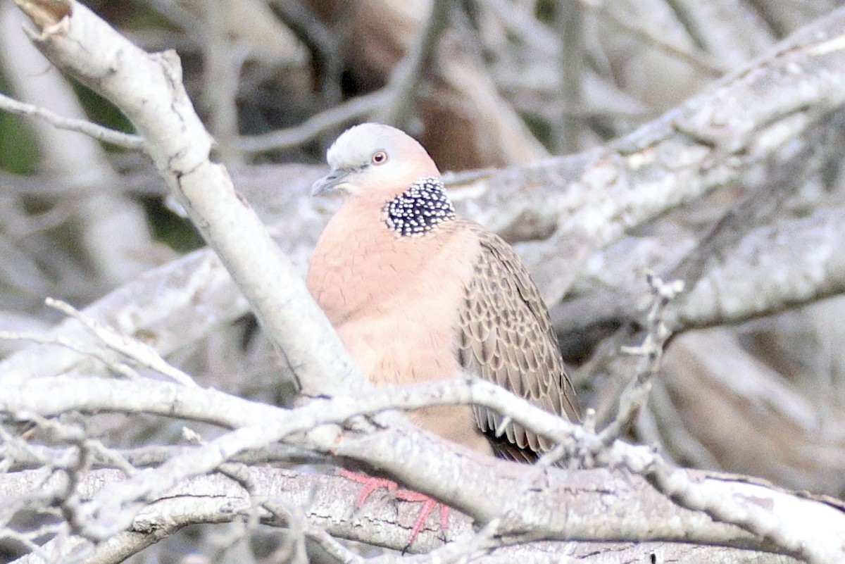 Spotted Dove - ML620257923