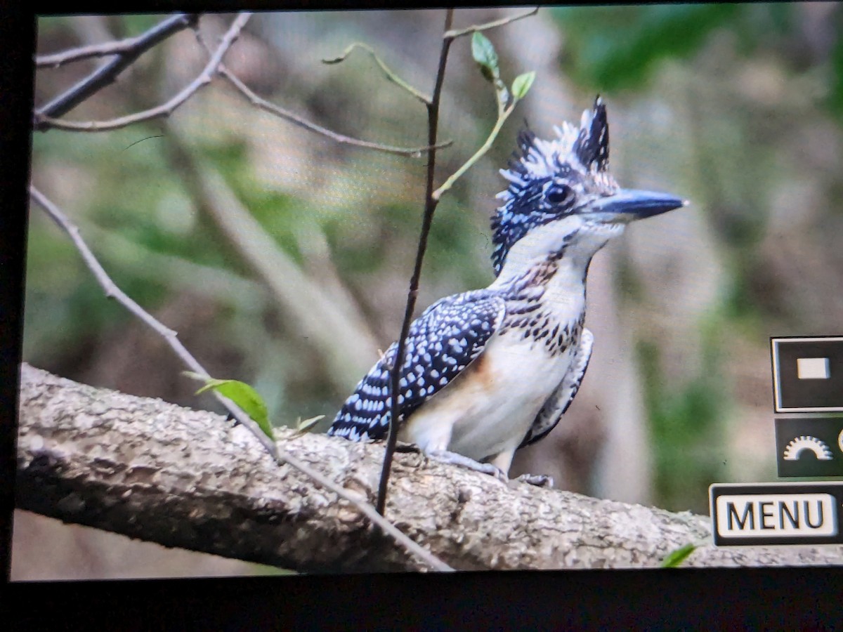 Crested Kingfisher - ML620257928