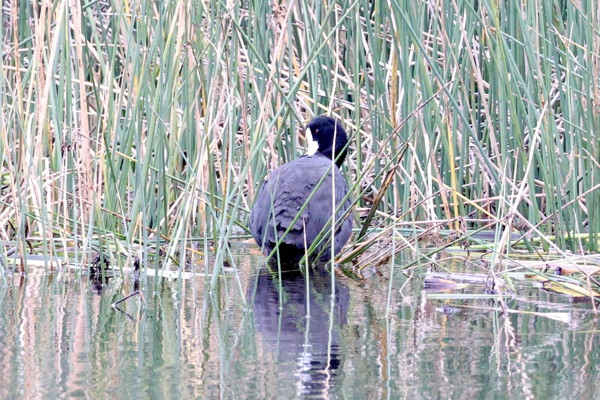 Eurasian Coot - ML620257933