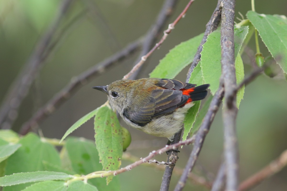 Scarlet-backed Flowerpecker - ML620257937