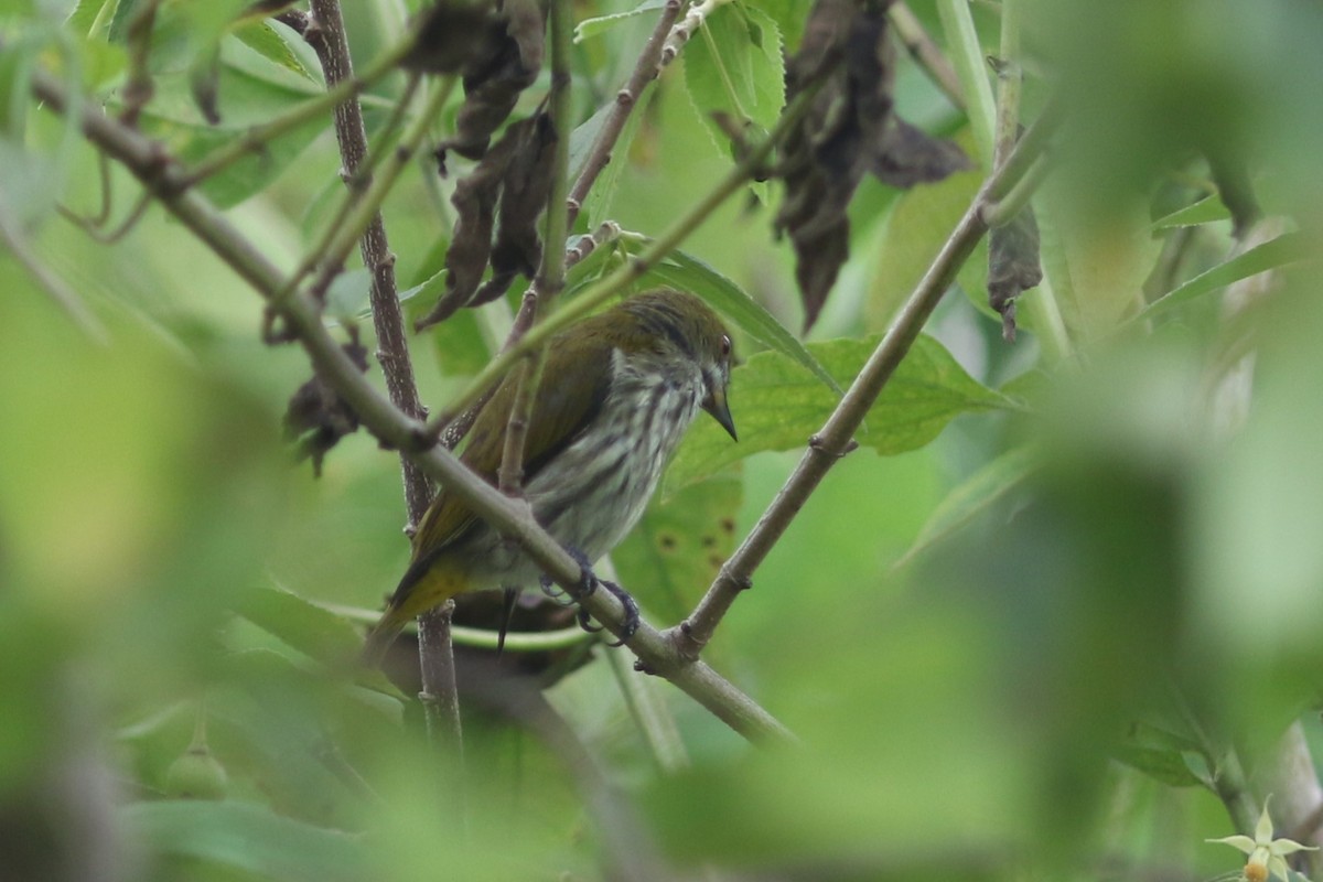 Yellow-vented Flowerpecker - ML620257939