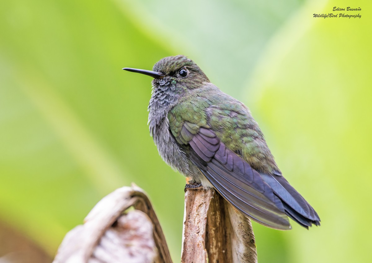 Hoary Puffleg - ML620257941