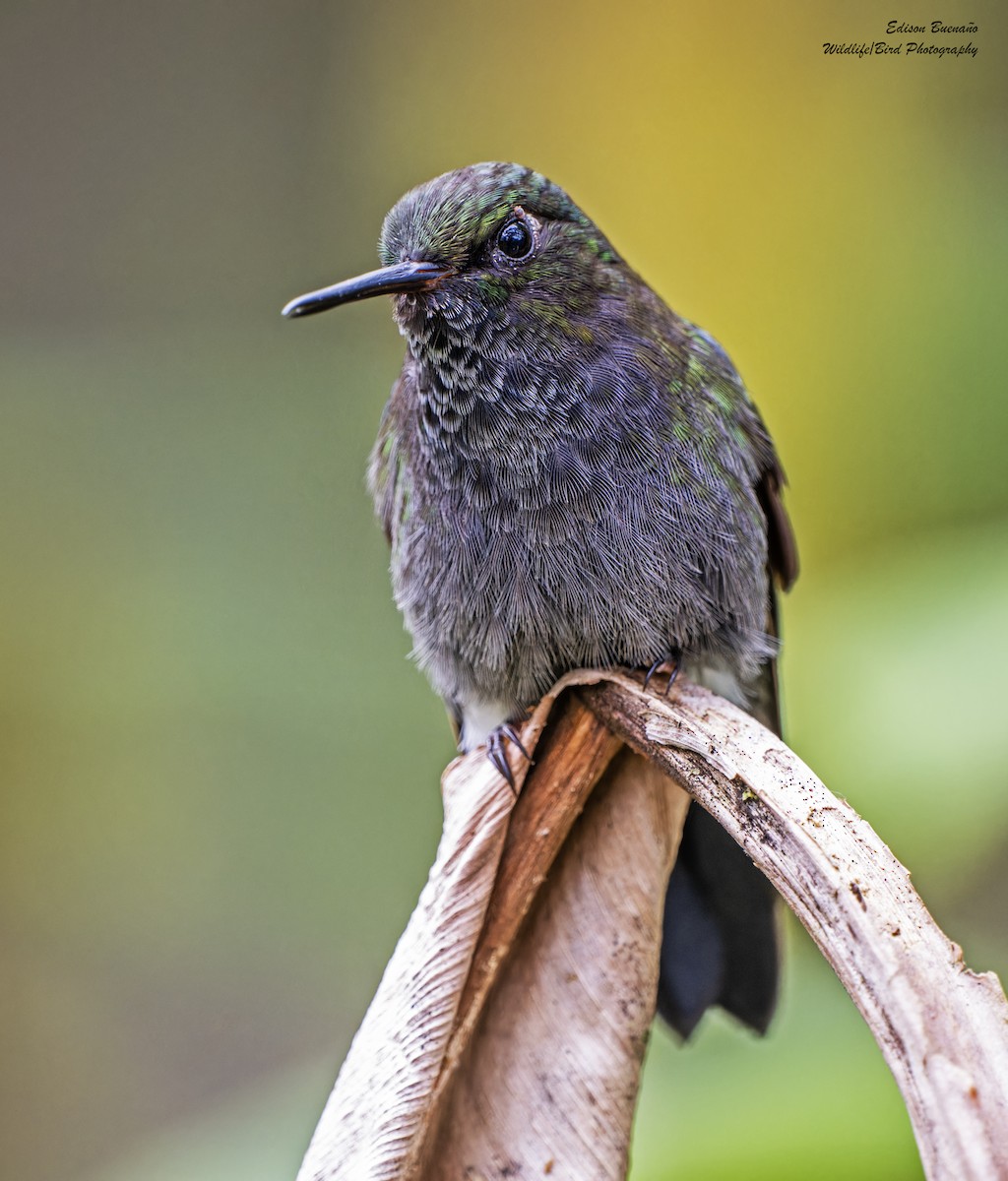 Hoary Puffleg - ML620257942