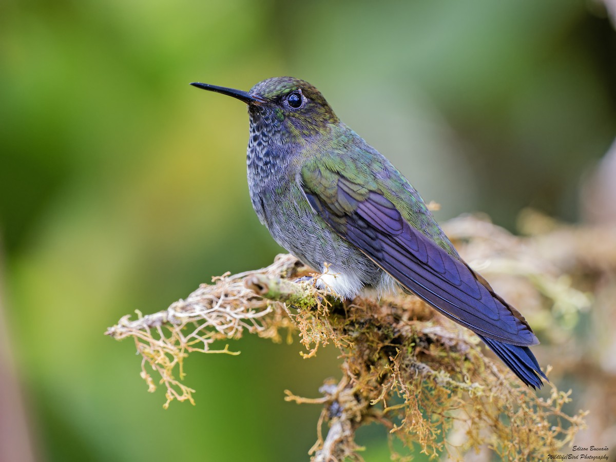 Hoary Puffleg - ML620257943