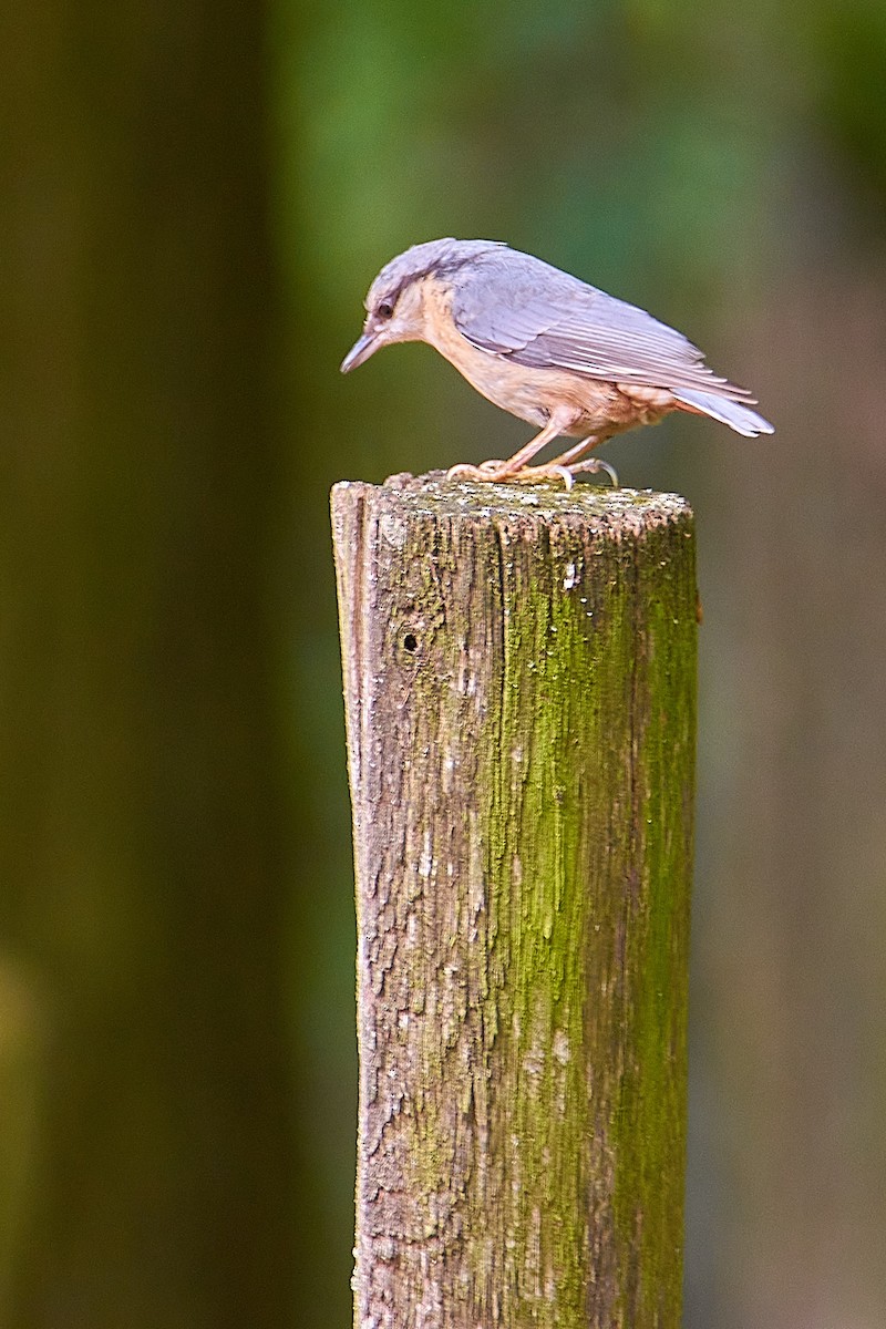 Eurasian Nuthatch - ML620257945