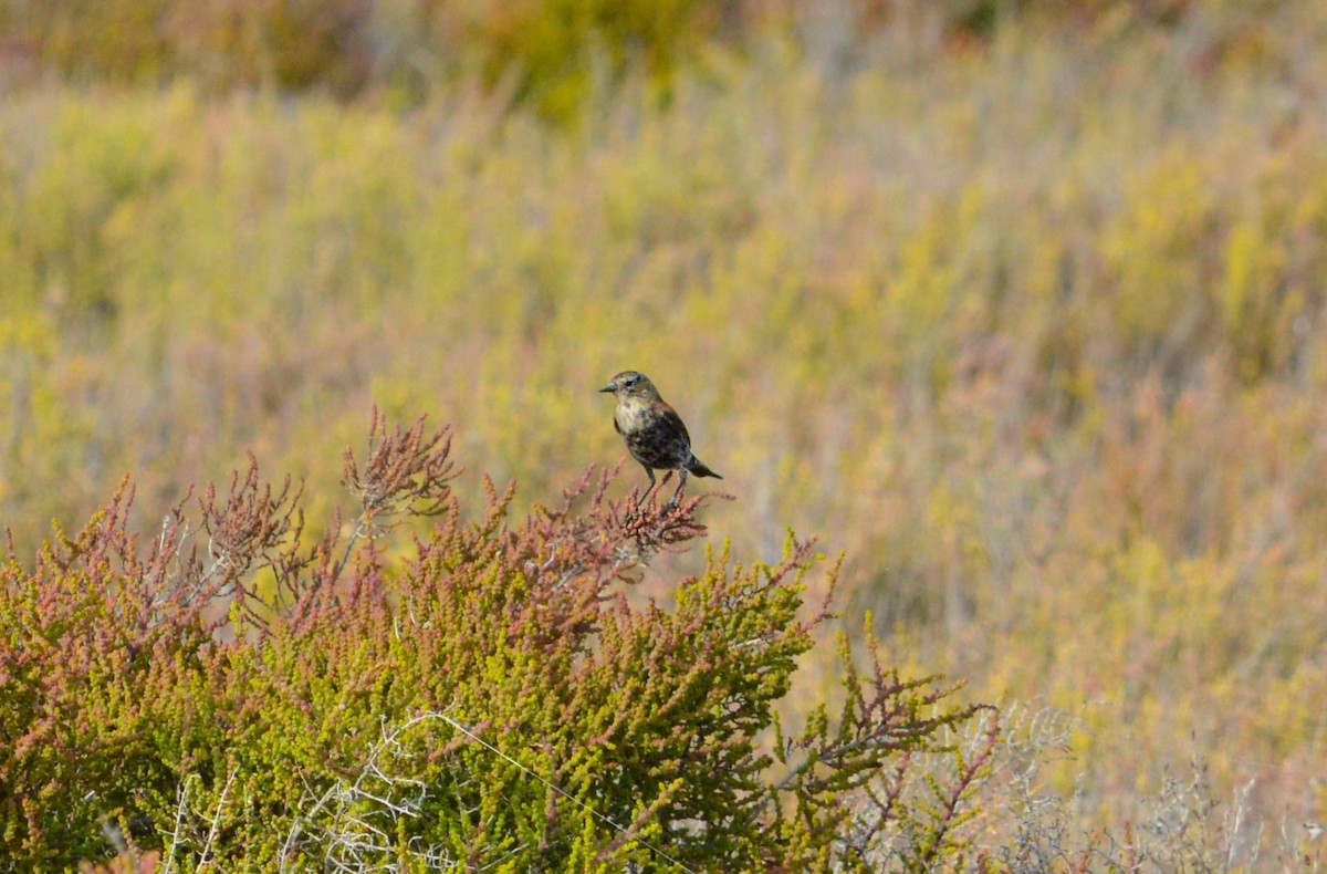 patagonianegrito - ML620257946