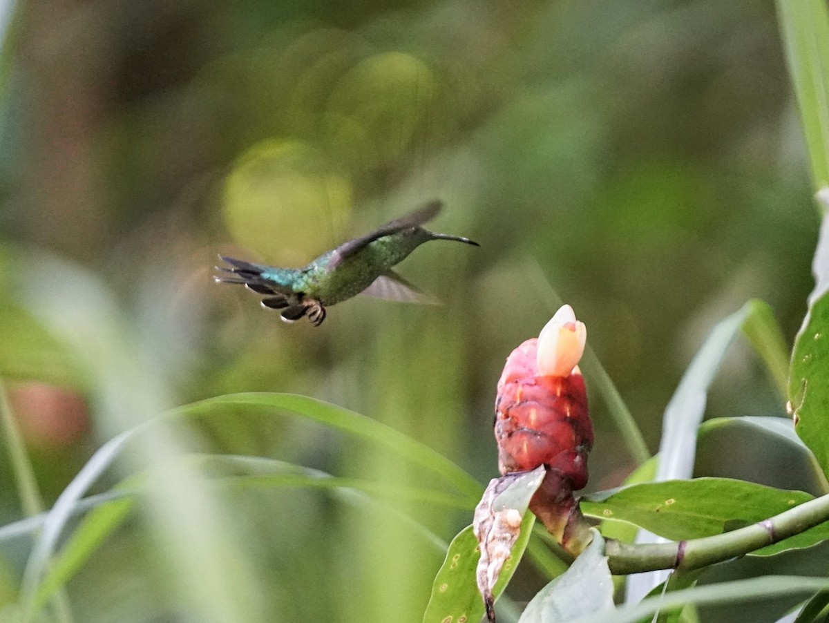 Puerto-Rico-Mangokolibri - ML620257947