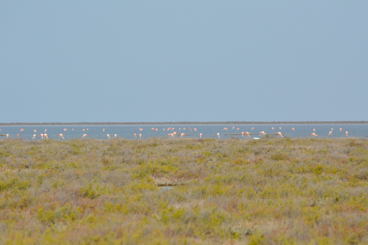 Chilean Flamingo - Jose Navarro