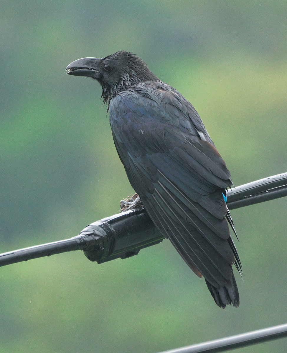 Large-billed Crow - Paul Tavares