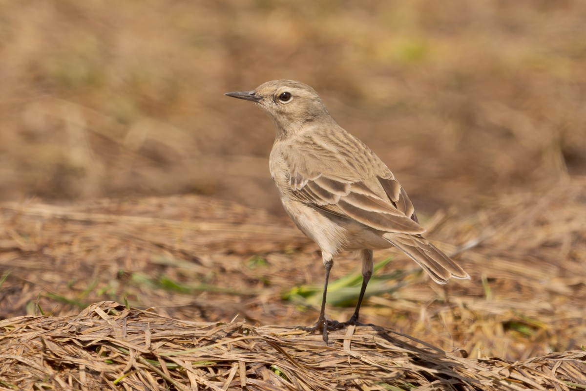 Water Pipit - ML620257965