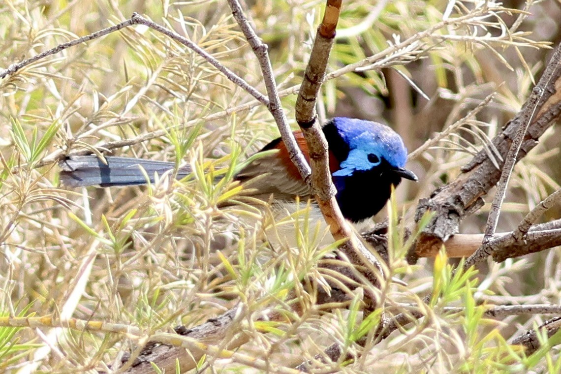 Purple-backed Fairywren - ML620257968