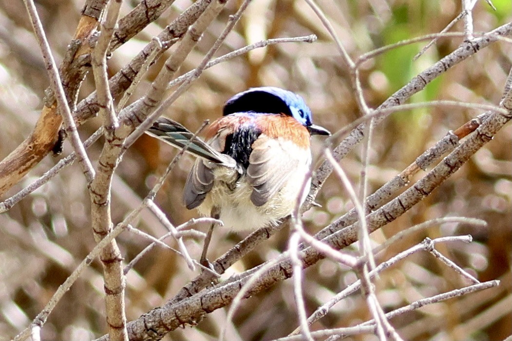 Purple-backed Fairywren - ML620257969