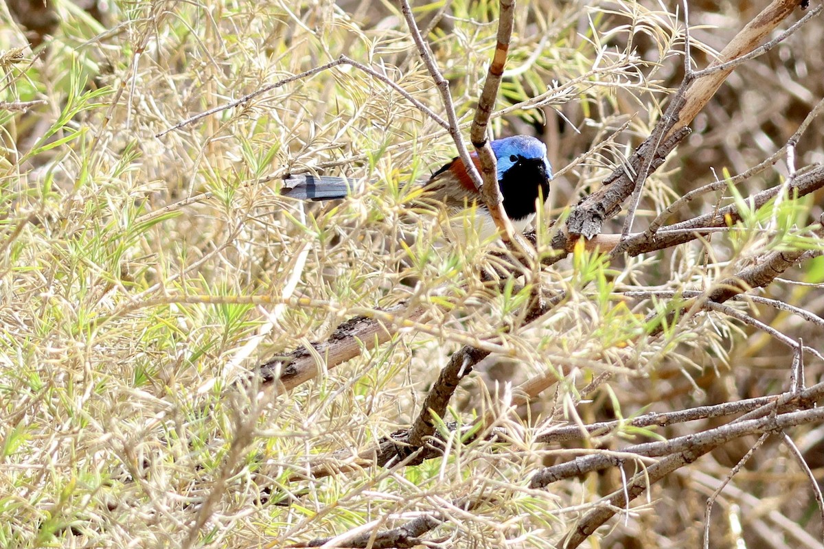 Purple-backed Fairywren - ML620257970