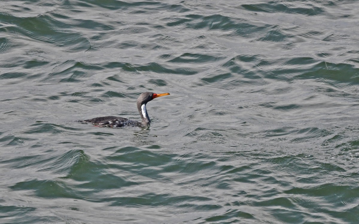 Red-legged Cormorant - ML620257978