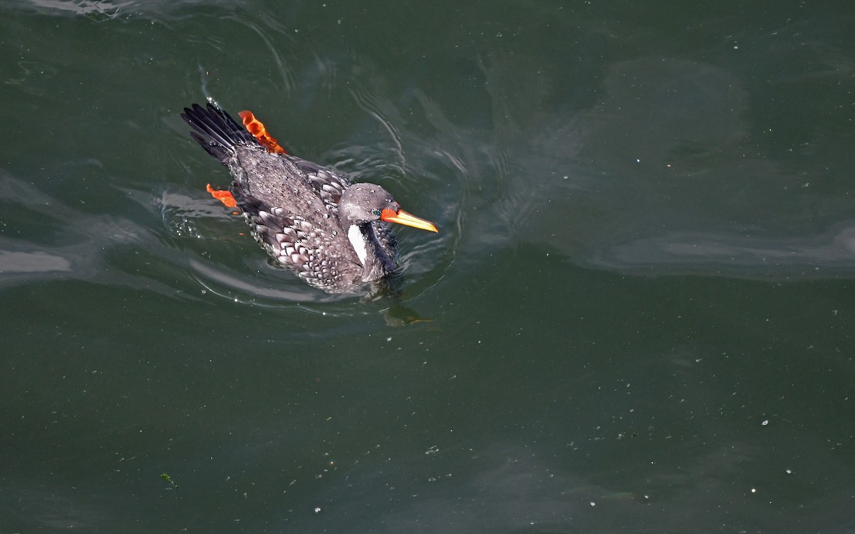 Red-legged Cormorant - ML620257980