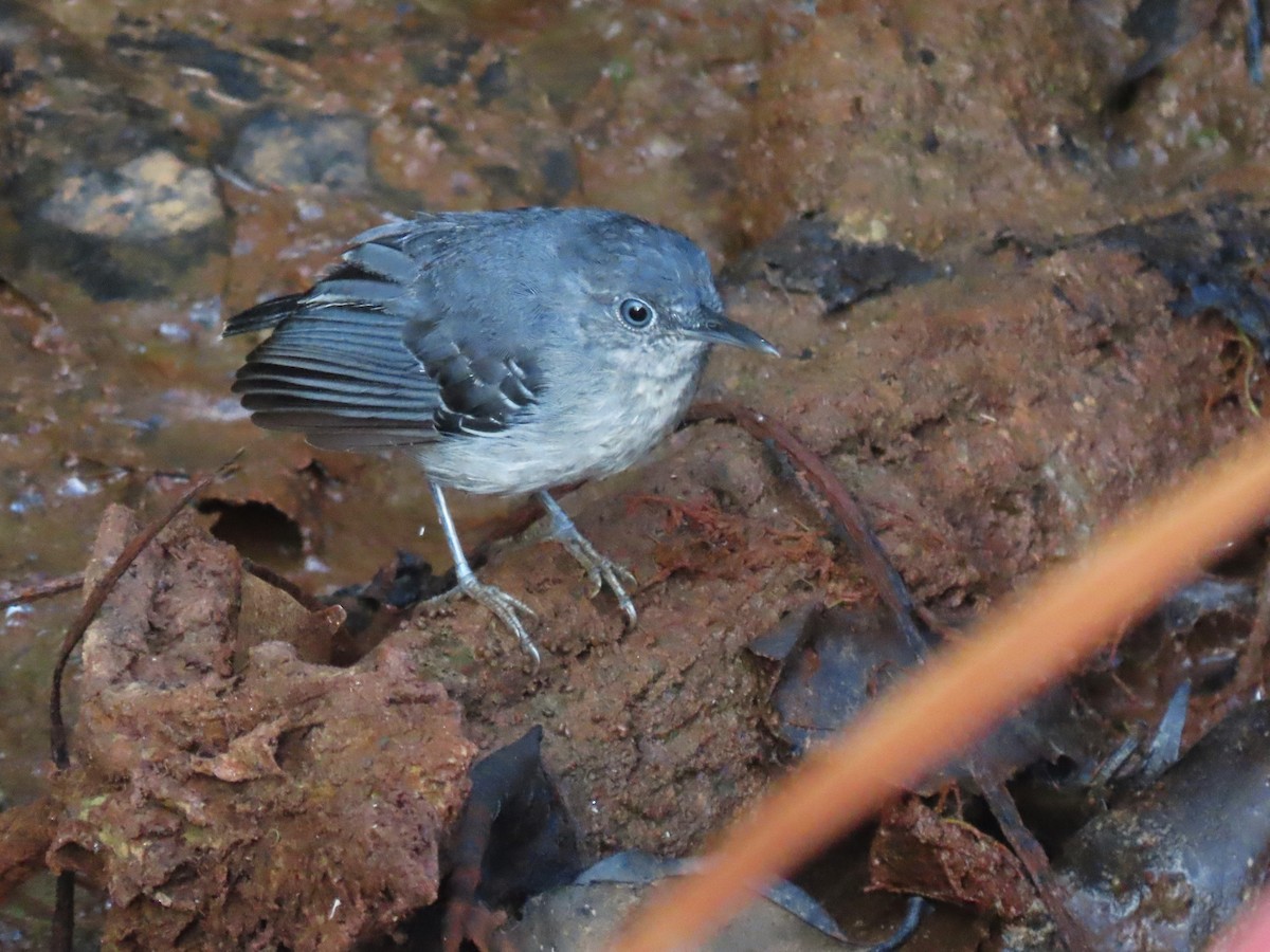 Black-chinned Antbird - ML620257982